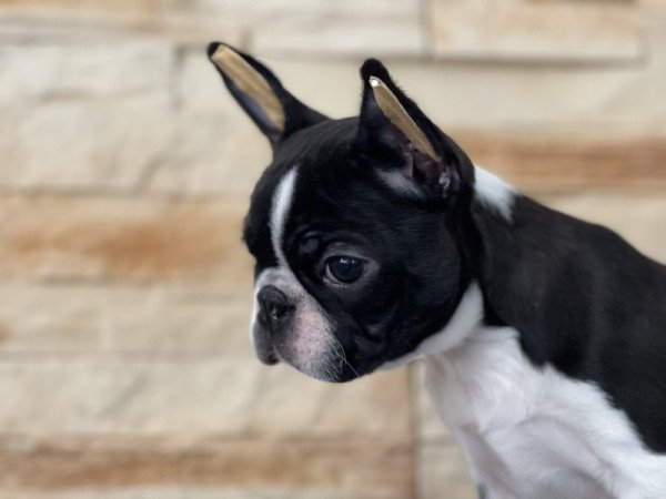 Boston terrier