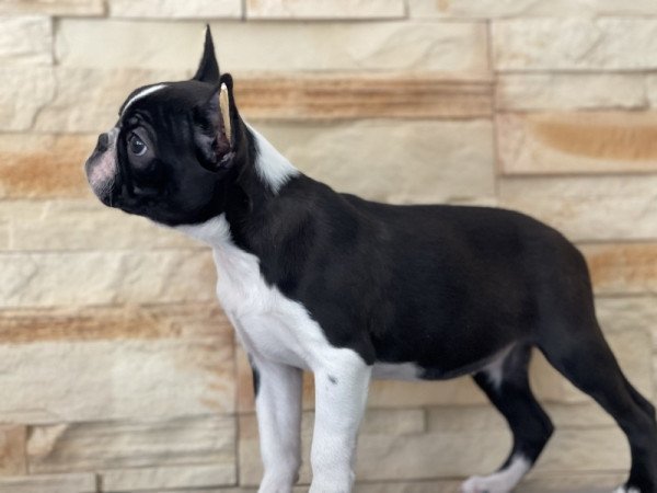 Boston terrier