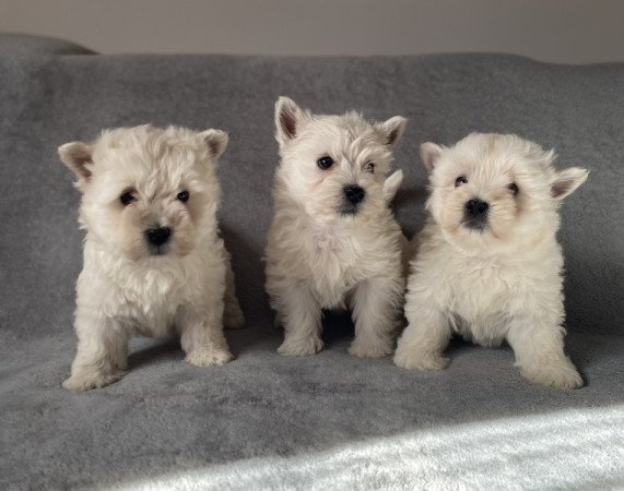 West highland white terrier