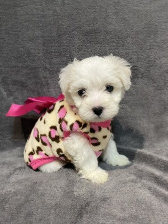 Bison havanese