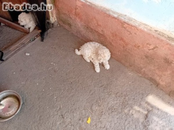 Puli kiskutyák eladók!