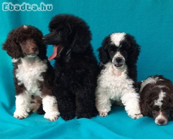 Toy, törpe uszkár kiskutyák