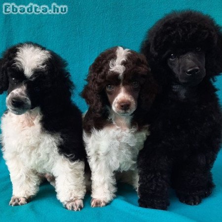 Toy, törpe uszkár kiskutyák