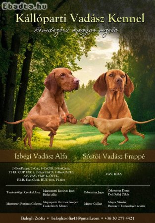 Törzskönyves magyar vizsla kiskutyák