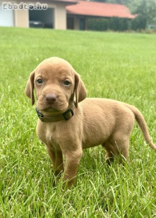 Törzskönyves magyar vizsla kiskutyák