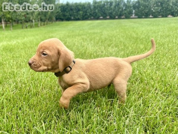 Törzskönyves magyar vizsla kiskutyák
