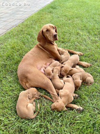 Törzskönyves magyar vizsla kiskutyák