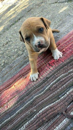 Staffordshire jellegű kutyusok