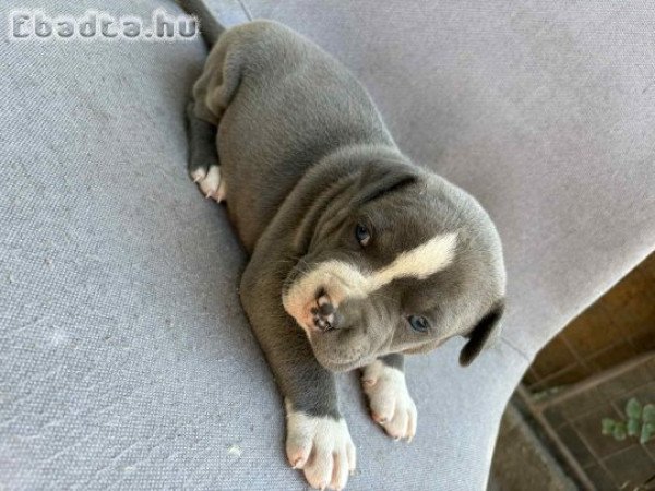 Staffordshire jellegű kutyusok