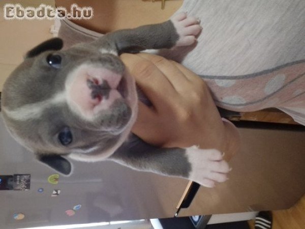 Staffordshire jellegű kutyusok