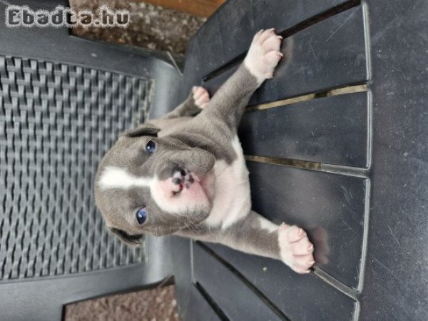 Staffordshire jellegű kutyusok