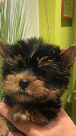 yorkshire terrier