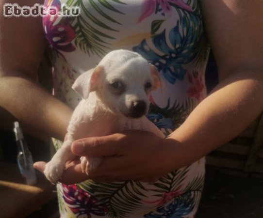 Csivava kislány új szerető családhoz költözne