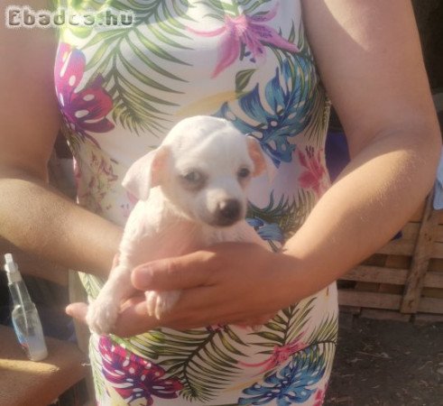 Csivava kislány új szerető családhoz költözne