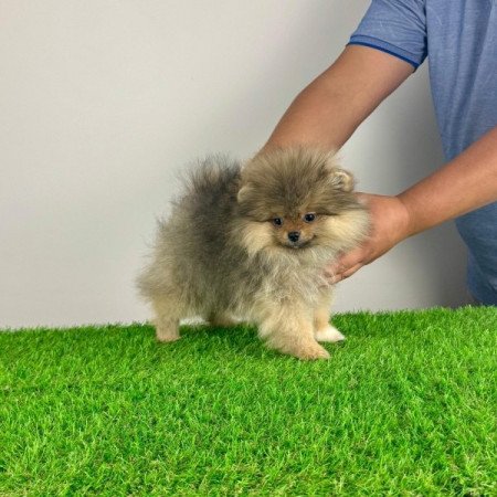 Pomerániai Törpespitz