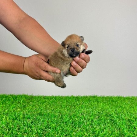 Pomerániai Törpespitz