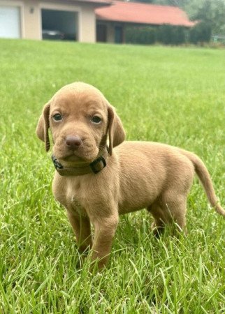 Rövidszőrű magyar vizsla