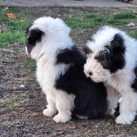 Bobtail óangol juhászkutya