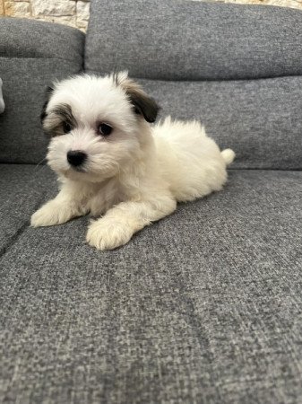 Bichon Havanese