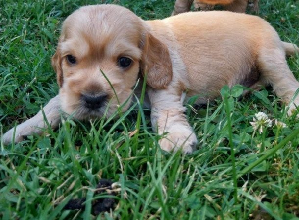 Angol cocker spániel