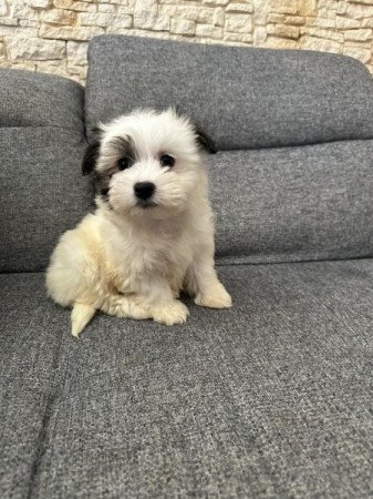 Bichon Havanese