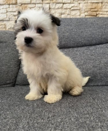 Bichon Havanese