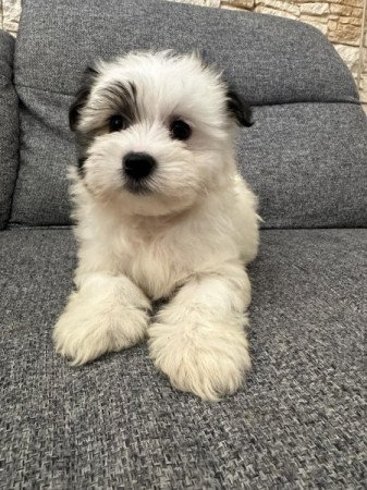 Bichon Havanese