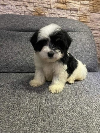 Bichon Havanese