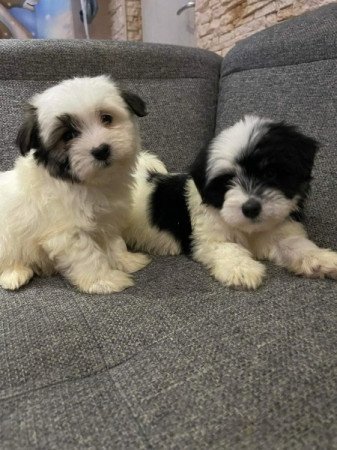 Bichon Havanese