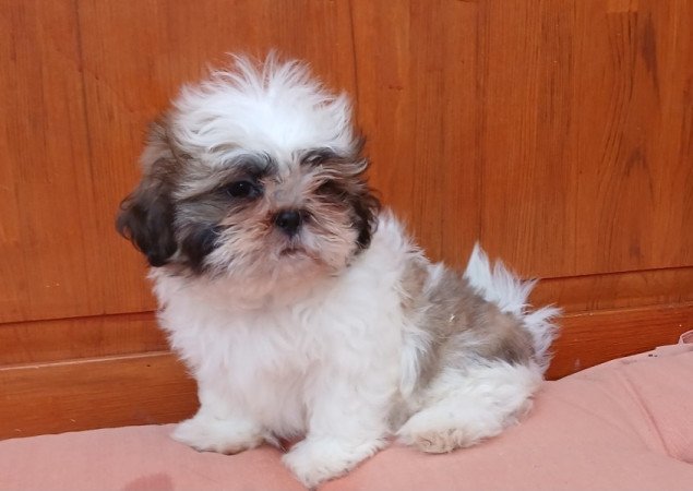 Shi-tzu