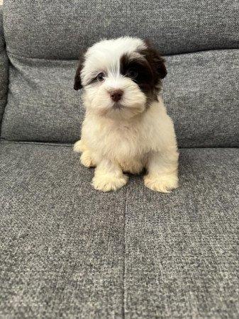 Bichon Havanese