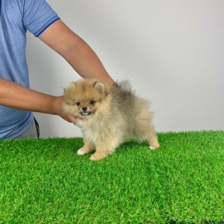 Pomerániai Törpespitz