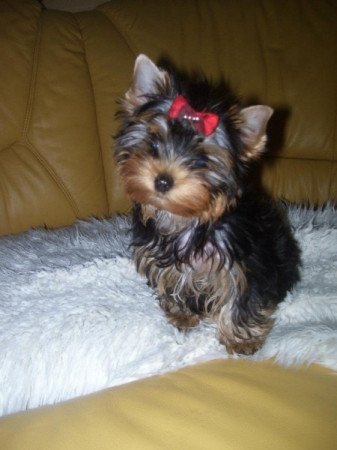 yorkshire terrier