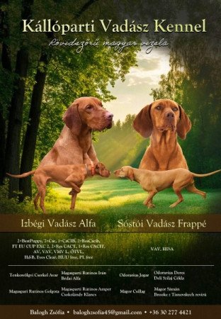 Rövidszőrű magyar vizsla