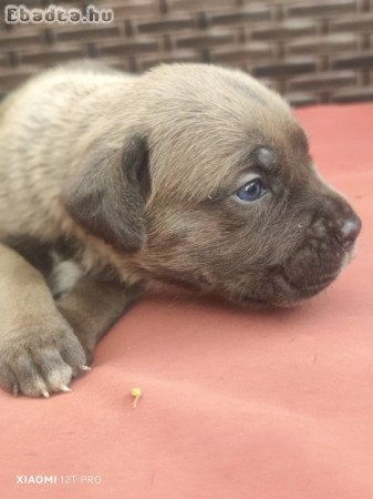 Cane Corso kiskutyák