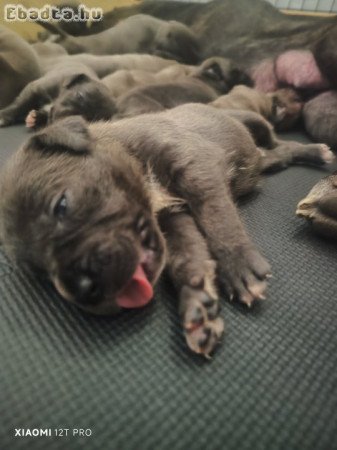 Cane Corso kiskutyák
