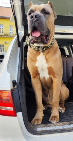 Cane Corso kiskutyák