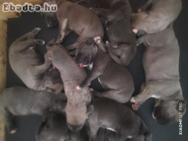 Cane Corso kiskutyák