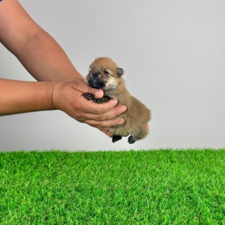 Pomerániai Törpespitz