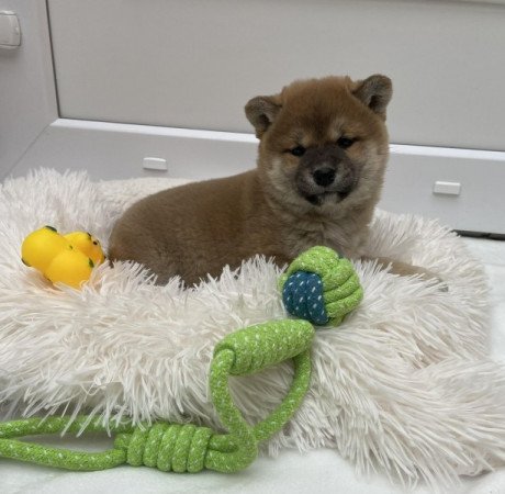 Shiba inu