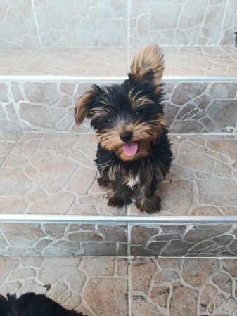 Yorkshire terrier