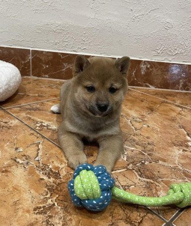 Shiba inu