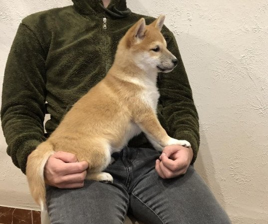 Shiba inu