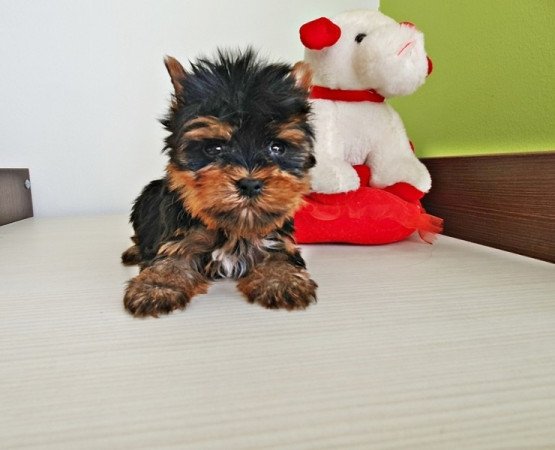 yorkshire terrier