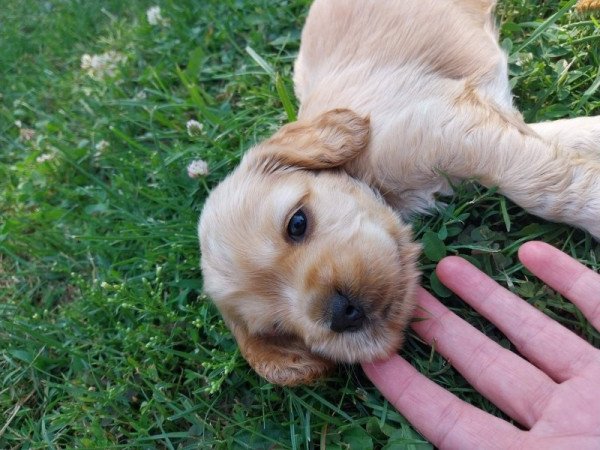 Angol cocker spániel