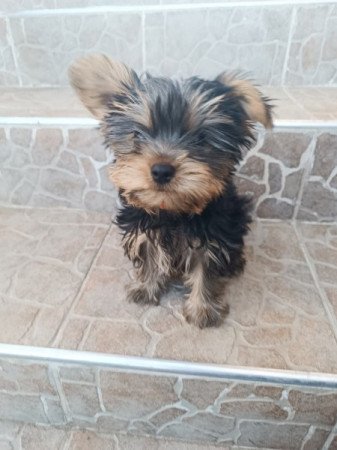 Yorkshire terrier