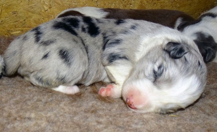 Border collie