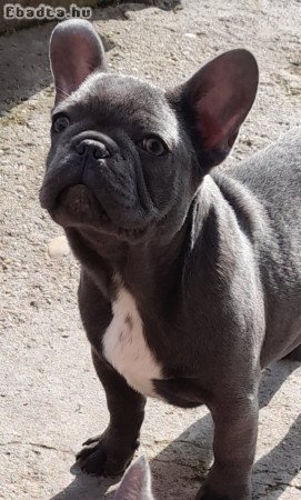 14 hetes francia bulldog fiú