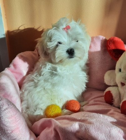 Bichon Havanese