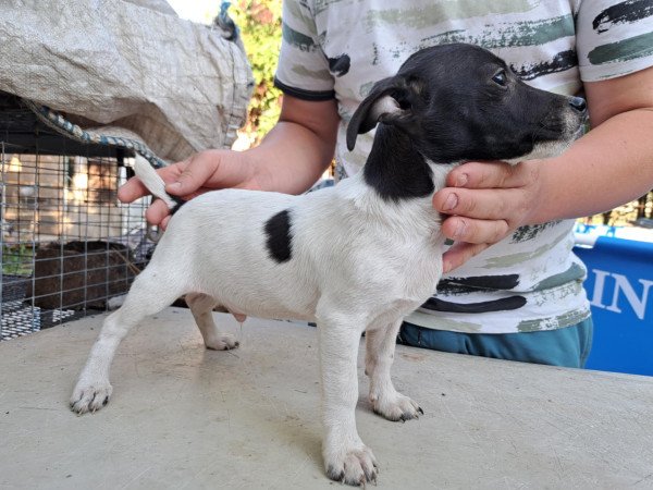 Patterdale terrier kan kiskutya eladó
